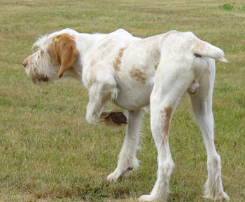 史毕诺犬