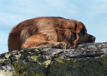 兰波格犬