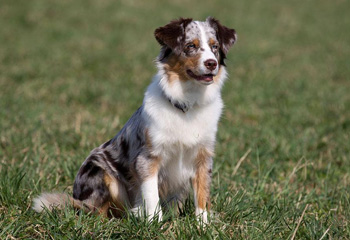 澳大利亚牧羊犬