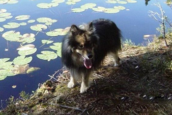 芬兰拉普猎犬