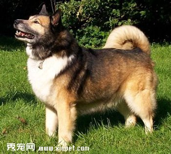 冰岛牧羊犬