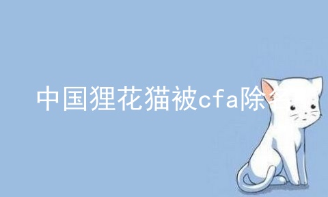 中国狸花猫被cfa除名