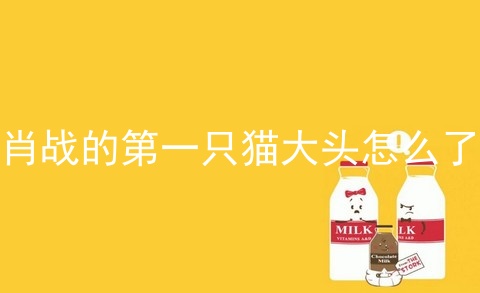 肖战的第一只猫大头怎么了
