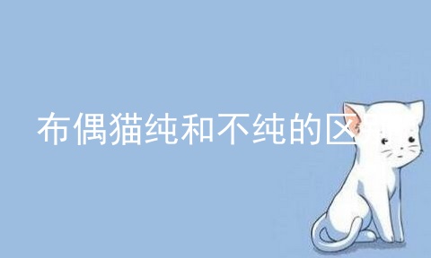 布偶猫纯和不纯的区别