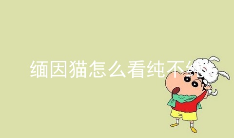 缅因猫怎么看纯不纯
