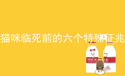 猫咪临死前的六个特殊征兆