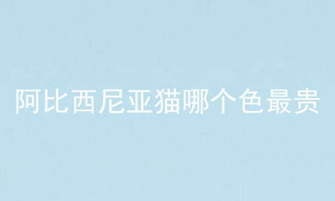 阿比西尼亚猫哪个色最贵