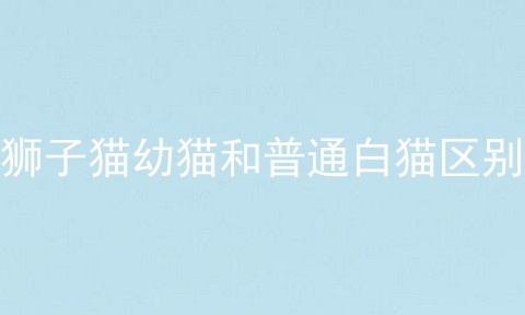 狮子猫幼猫和普通白猫区别