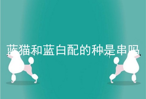蓝猫和蓝白配的种是串吗