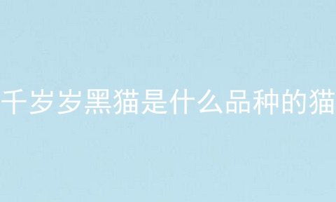 千岁岁黑猫是什么品种的猫