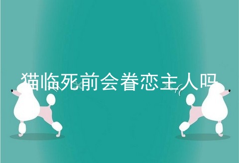 猫临死前会眷恋主人吗