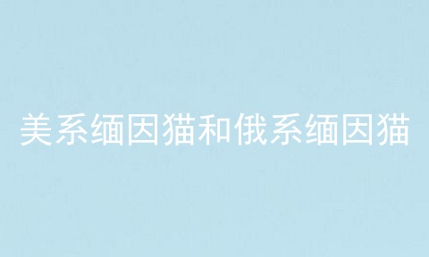 美系缅因猫和俄系缅因猫