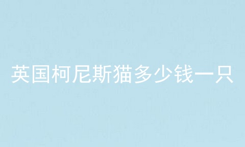 英国柯尼斯猫多少钱一只
