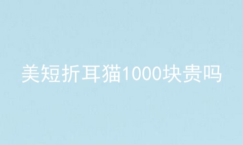 美短折耳猫1000块贵吗