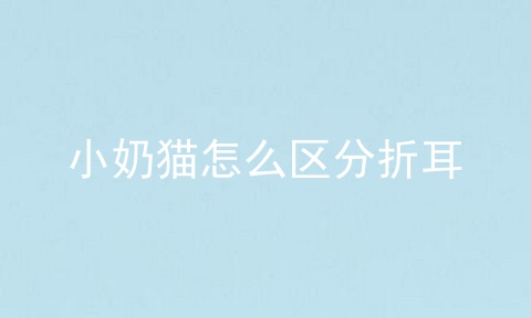 小奶猫怎么区分折耳