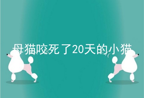 母猫咬死了20天的小猫