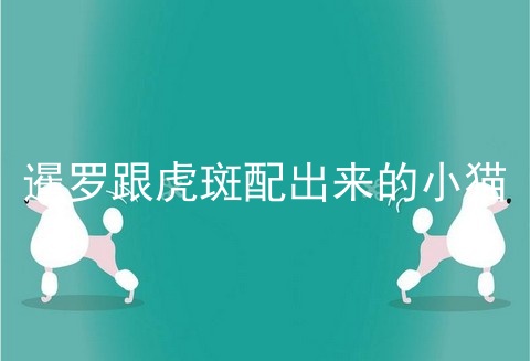 暹罗跟虎斑配出来的小猫