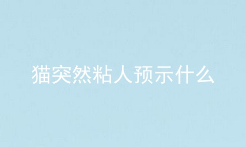 猫突然粘人预示什么