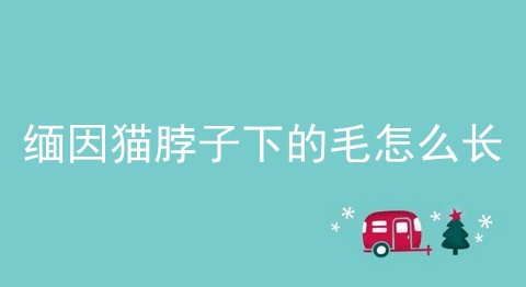 缅因猫脖子下的毛怎么长