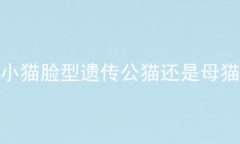 小猫脸型遗传公猫还是母猫
