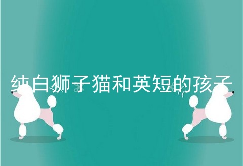 纯白狮子猫和<a href=/cat/13.html target=_blank class=infotextkey>英短</a>的孩子
