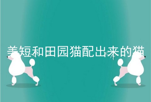 美短和田园猫配出来的猫