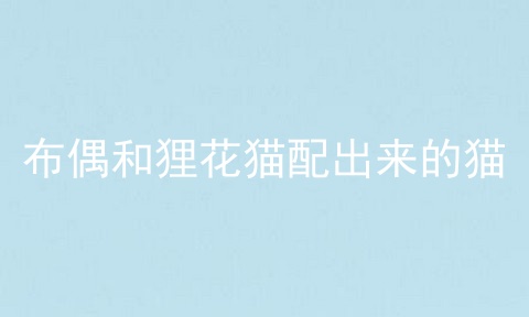 布偶和狸花猫配出来的猫