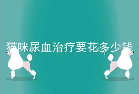 猫咪尿血治疗要花多少钱