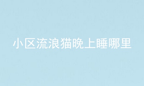 小区流浪猫晚上睡哪里