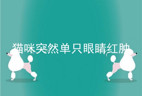 猫咪突然单只眼睛红肿