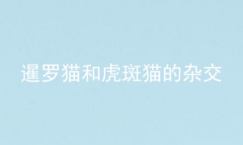 暹罗猫和虎斑猫的杂交