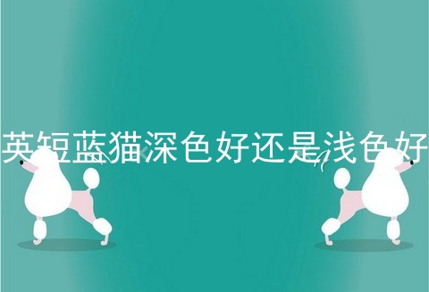 英短蓝猫深色好还是浅色好