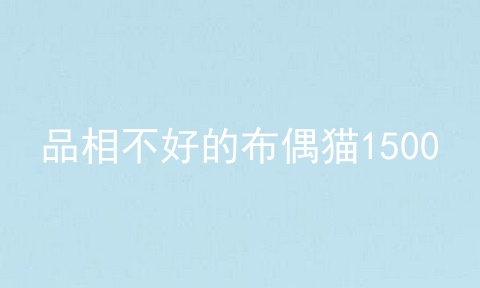 品相不好的布偶猫1500