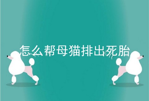 怎么帮母猫排出死胎
