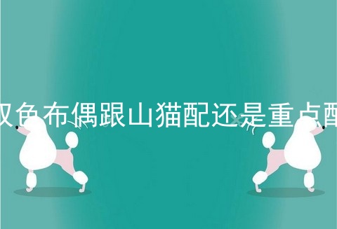 双色布偶跟山猫配还是重点配