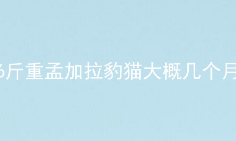 6斤重孟加拉豹猫大概几个月