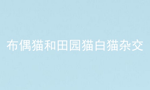 布偶猫和田园猫白猫杂交