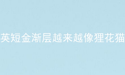 英短金渐层越来越像狸花猫