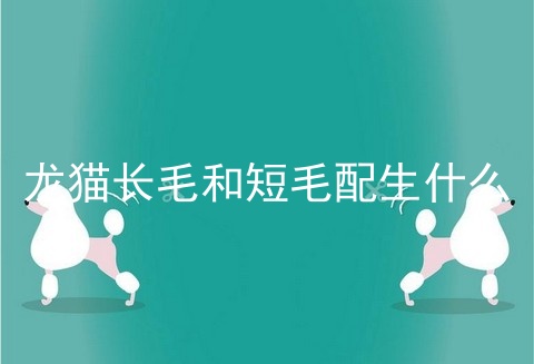 龙猫长毛和短毛配生什么