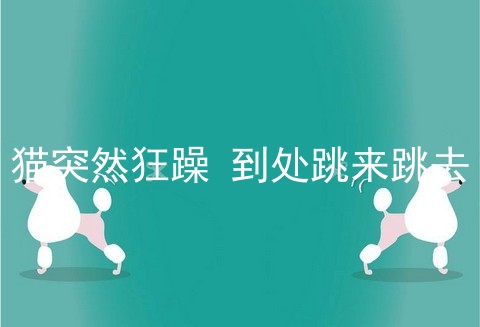 猫突然狂躁 到处跳来跳去