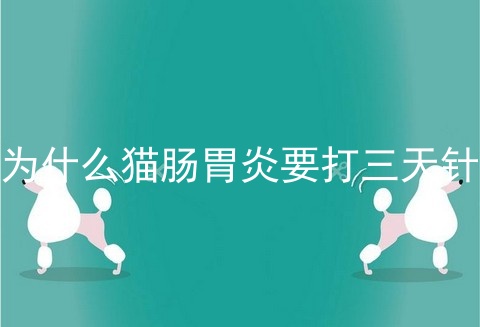 为什么猫肠胃炎要打三天针