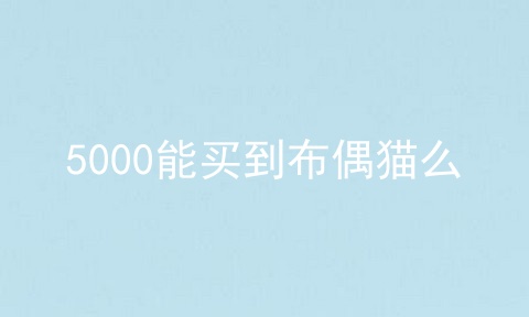 5000能买到布偶猫么