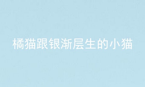橘猫跟银渐层生的小猫