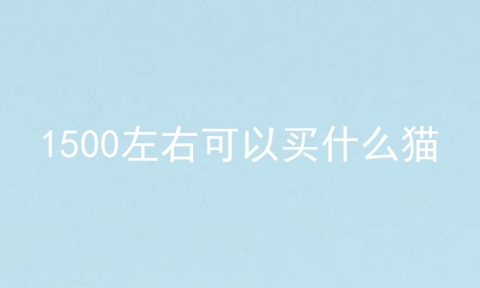 1500左右可以买什么猫