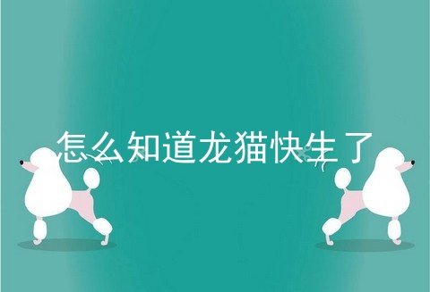 怎么知道龙猫快生了