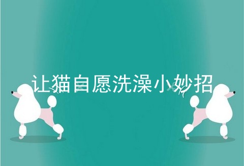 让猫自愿洗澡小妙招