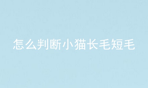 怎么判断小猫长毛短毛