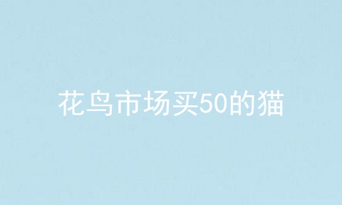 花鸟市场买50的猫