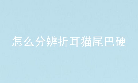 怎么分辨折耳猫尾巴硬