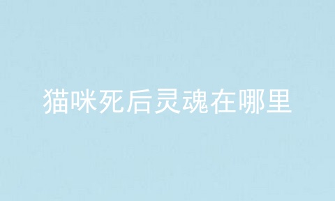 猫咪死后灵魂在哪里